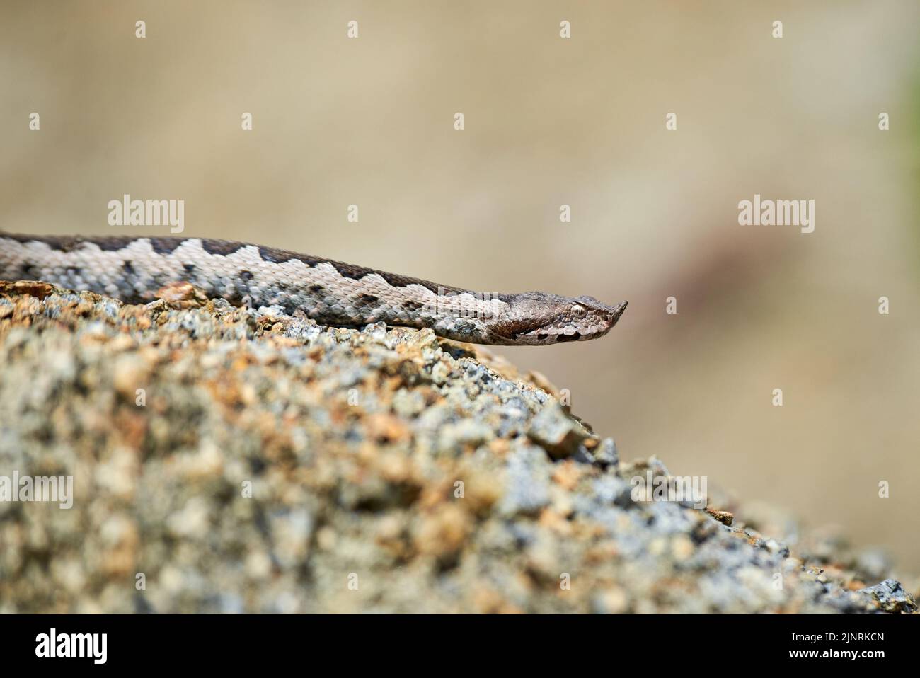 Viper maschio in habitat naturale (Vipera Ammodytes) Foto Stock
