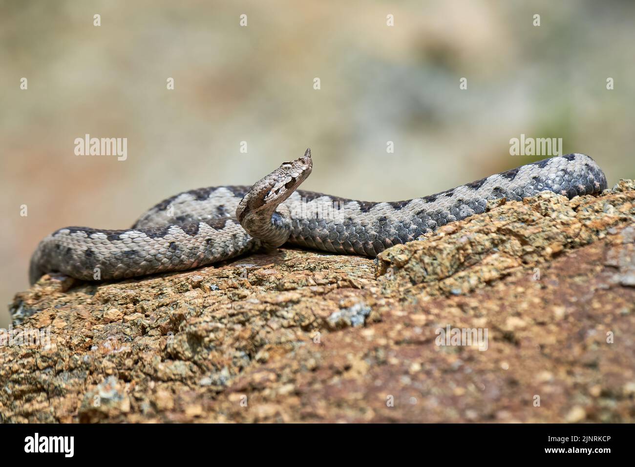 Viper maschio in habitat naturale (Vipera Ammodytes) Foto Stock