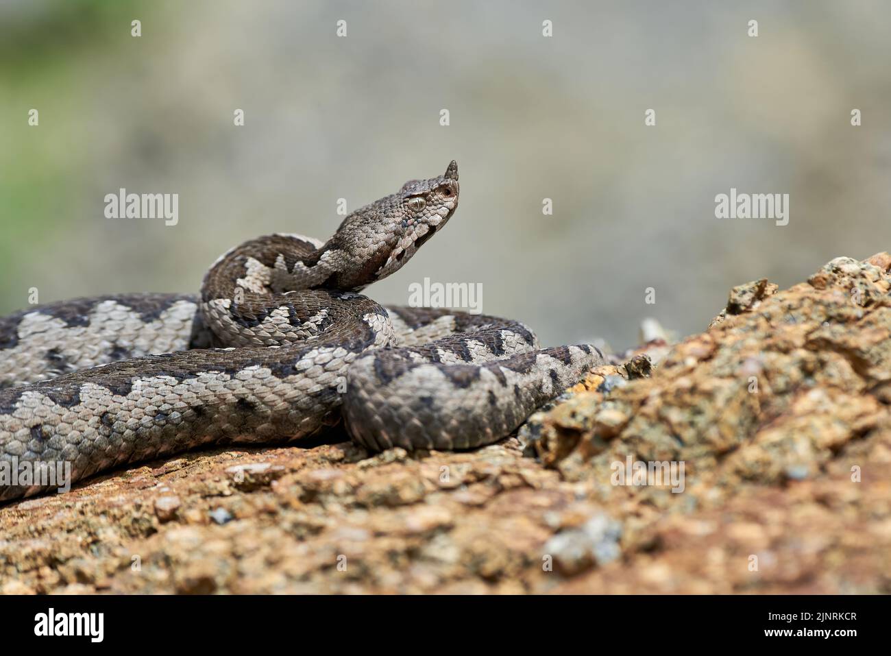 Viper maschio in habitat naturale (Vipera Ammodytes) Foto Stock