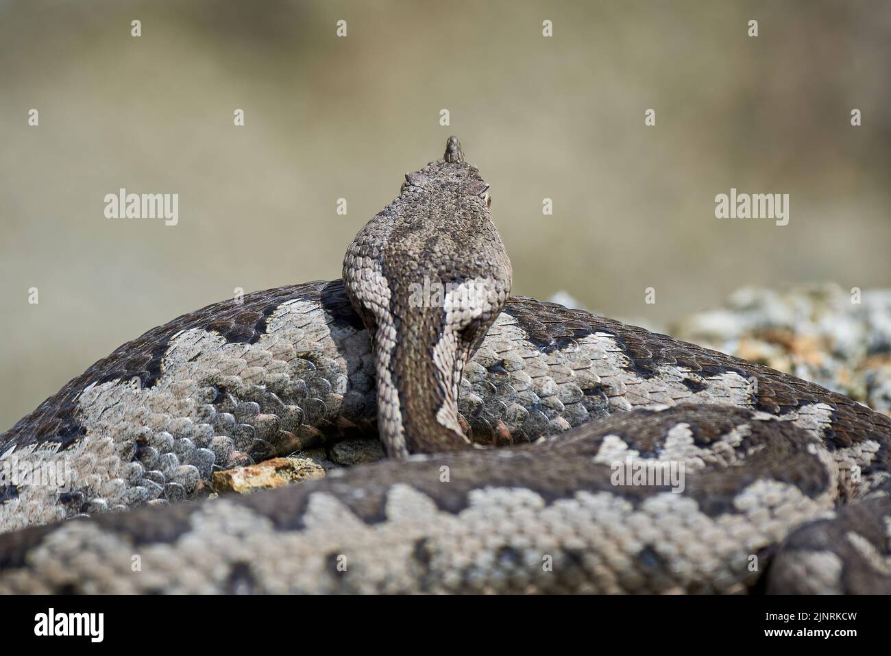 Viper maschio in habitat naturale (Vipera Ammodytes) Foto Stock