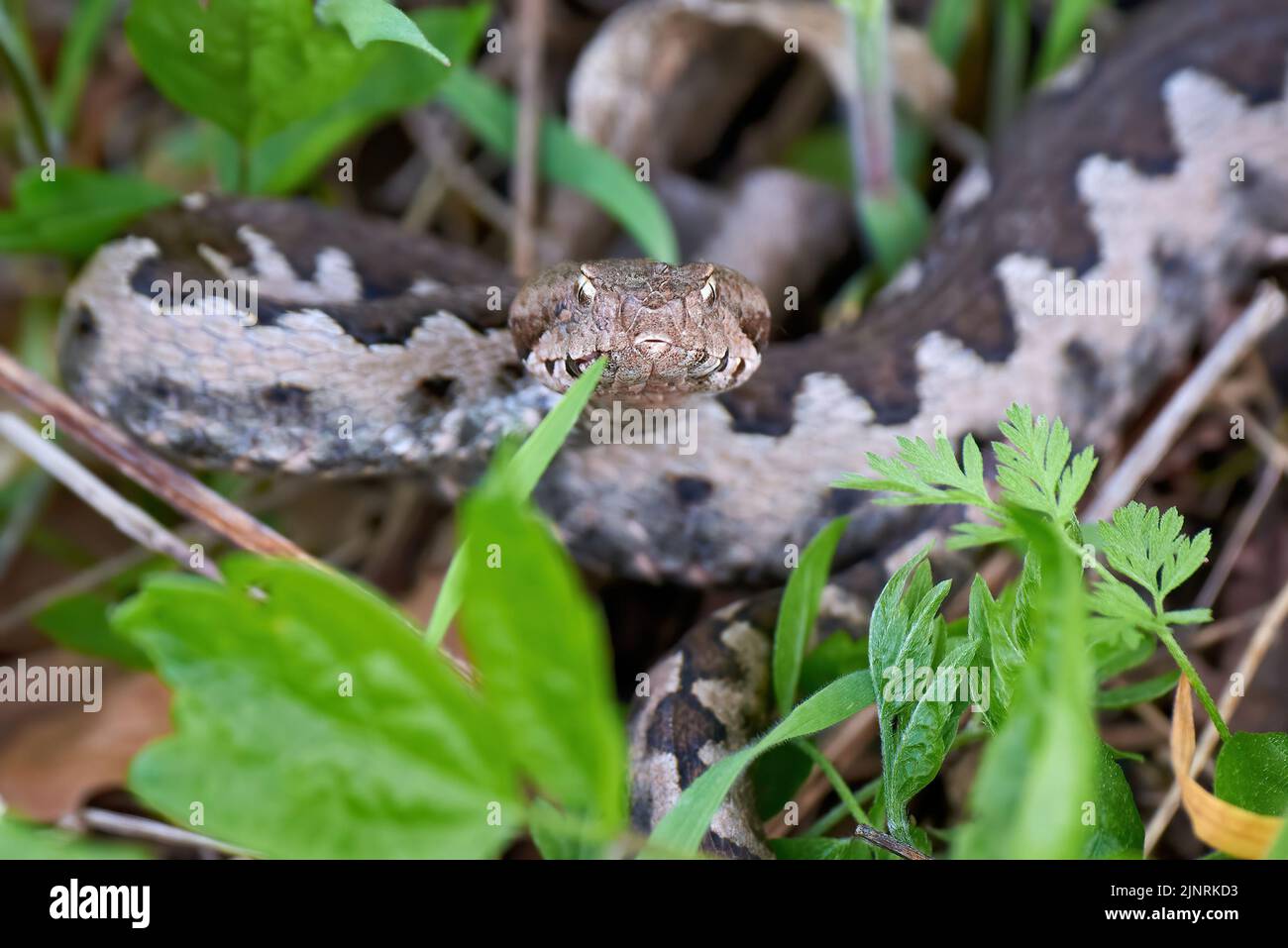 Viper maschio in habitat naturale (Vipera Ammodytes) Foto Stock