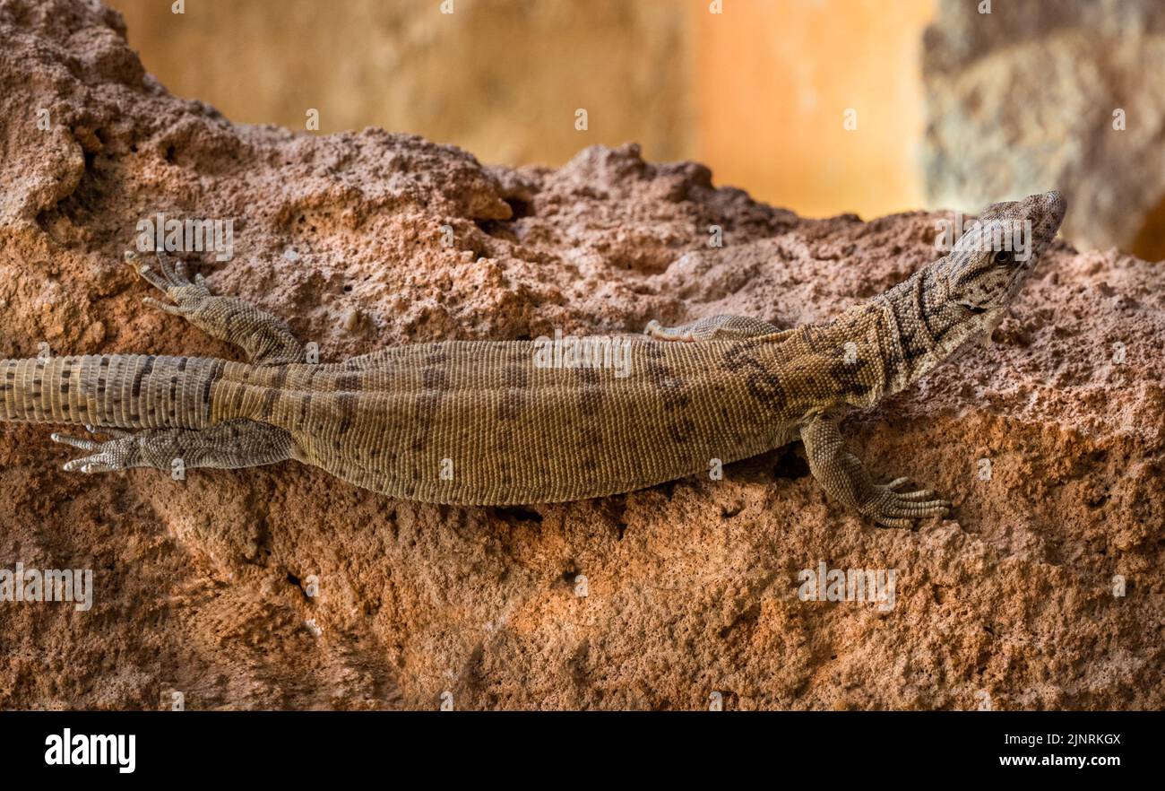 Pygmy monitor a coda di striscia, Varanus caudolineatus, ritratto Foto Stock