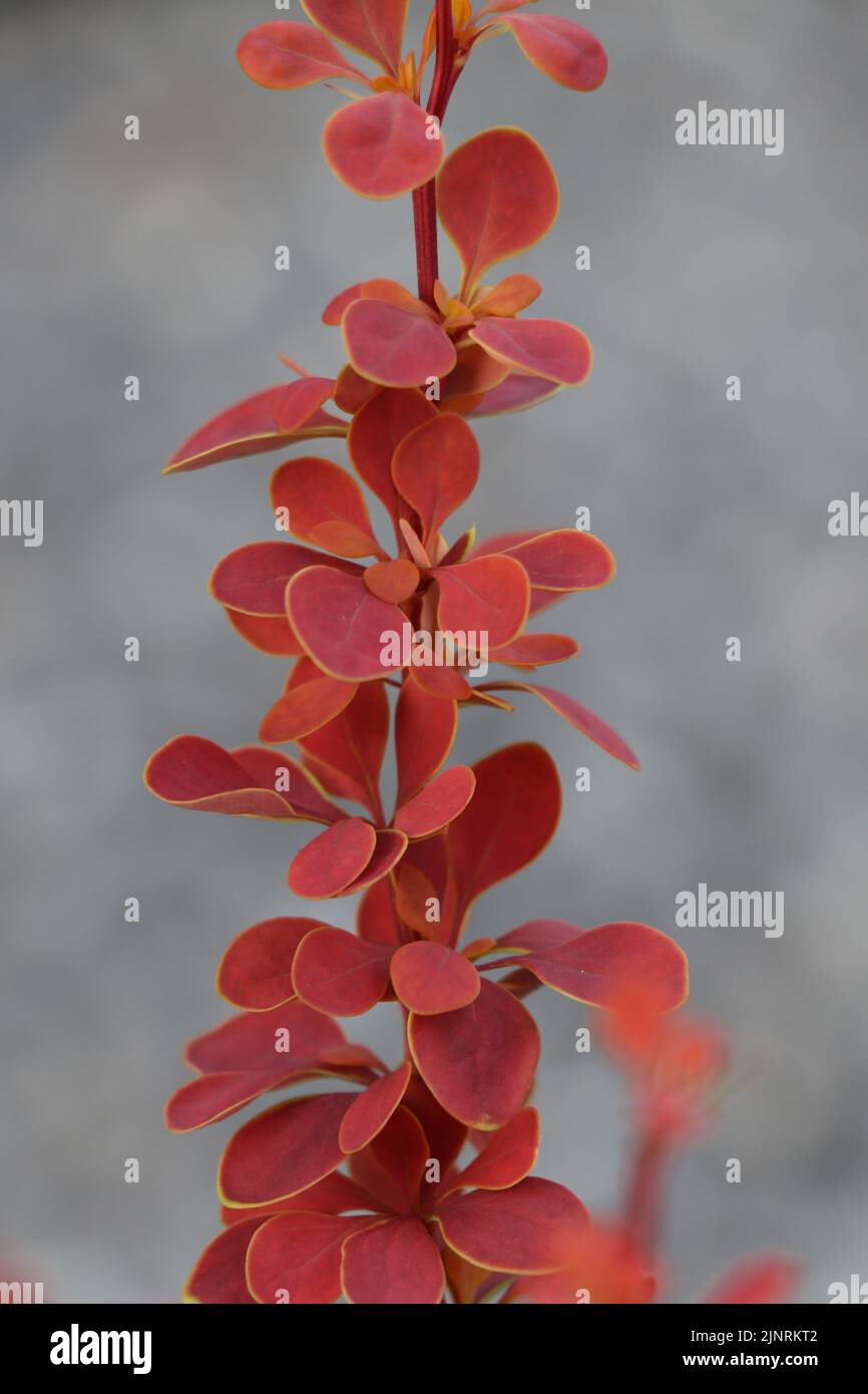 Berberis thunbergii - Atropurpurea anello d'oro Foto Stock