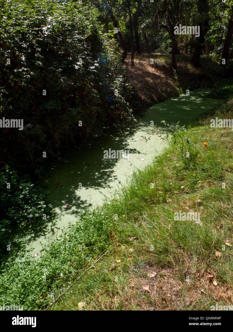 acqua stagnante con inquinamento e alghe in crescita. Problema dell'acqua e siccità Foto Stock