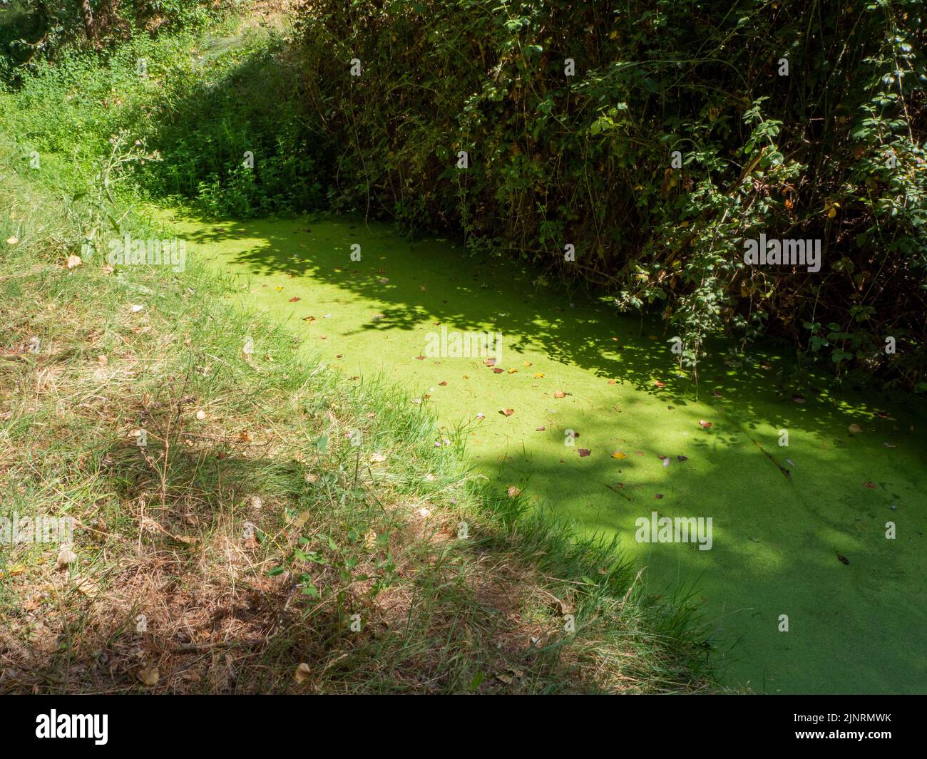 acqua stagnante con inquinamento e alghe in crescita. Problema dell'acqua e siccità Foto Stock