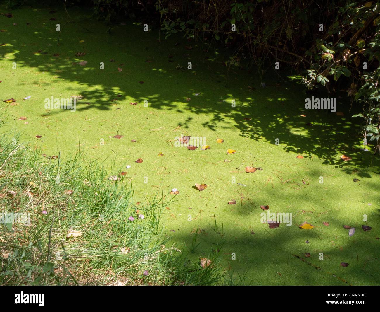acqua stagnante con inquinamento e alghe in crescita. Problema dell'acqua e siccità Foto Stock