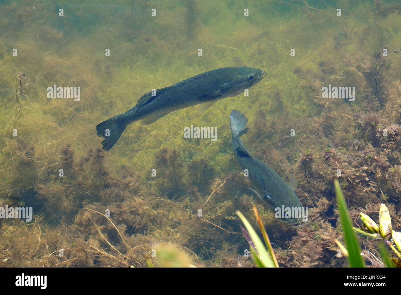 Due spigole di Largemouth, Micropterus salmoides, nuoto in un lago Foto Stock
