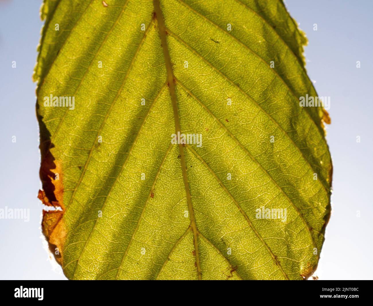 foglie di un castagno contro la luce in estate. Concetto estivo Foto Stock