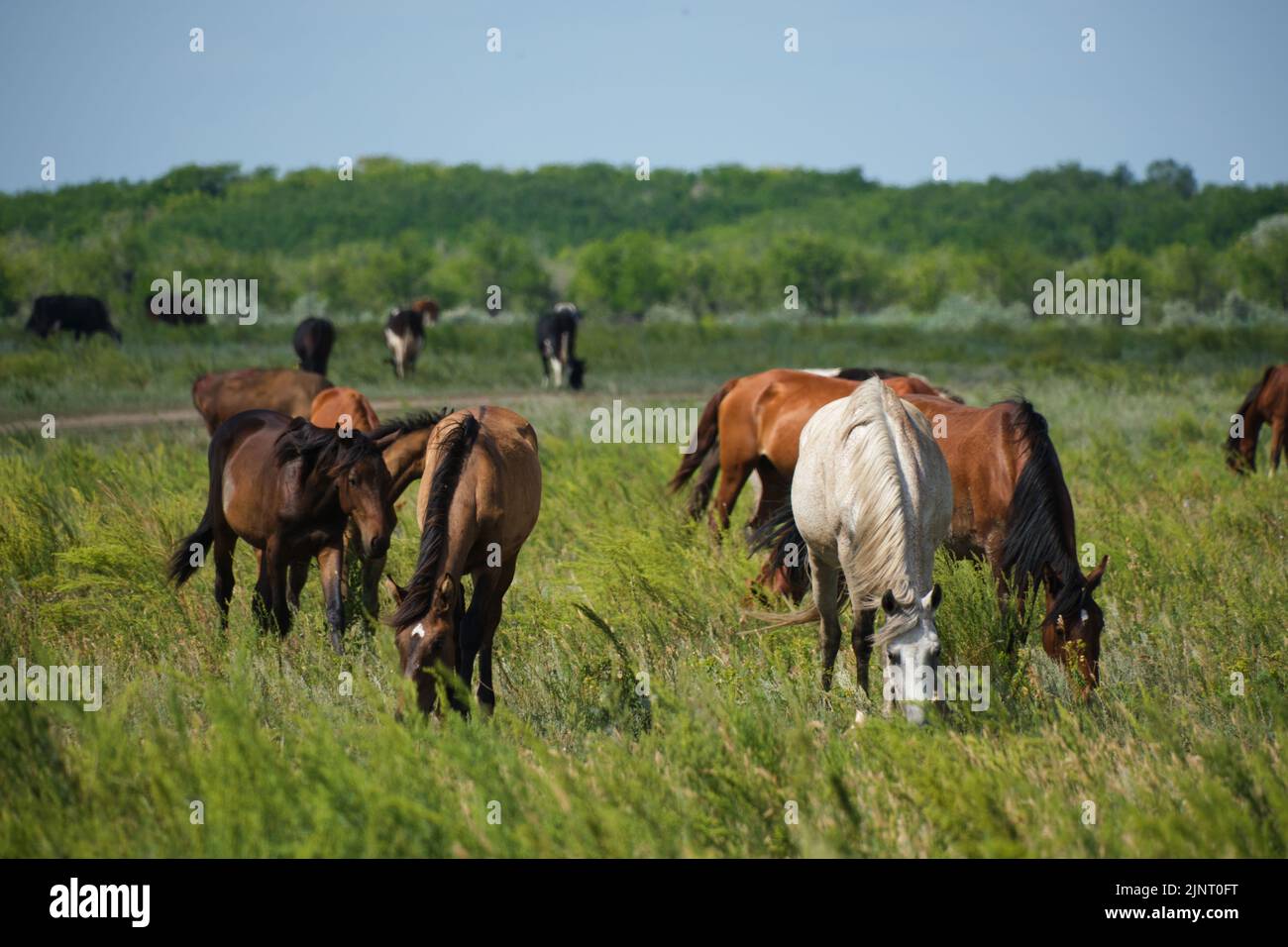 Cavalli di mandria e mandria di mucche di fondo pascolano in prato Foto Stock