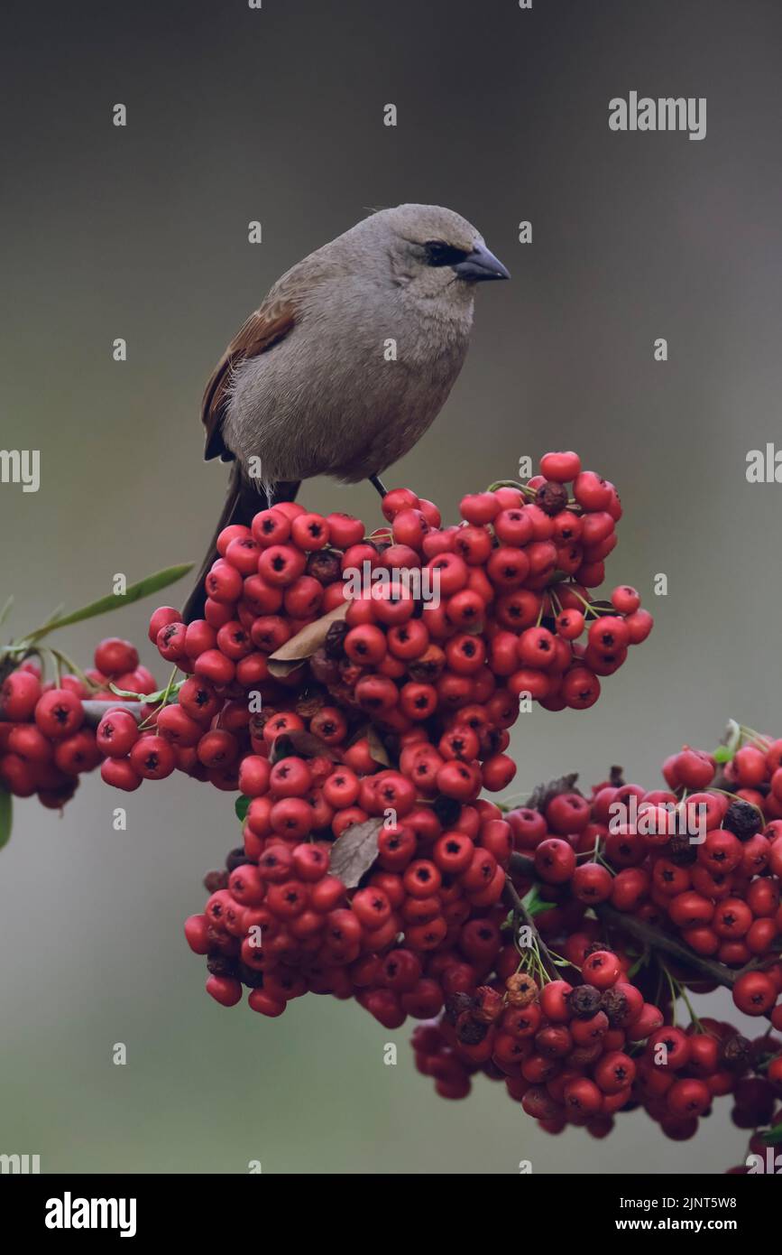 Baia Winged Cowbird, Agelaioides badius, Calden Forest, la Pampa, Argentina Foto Stock