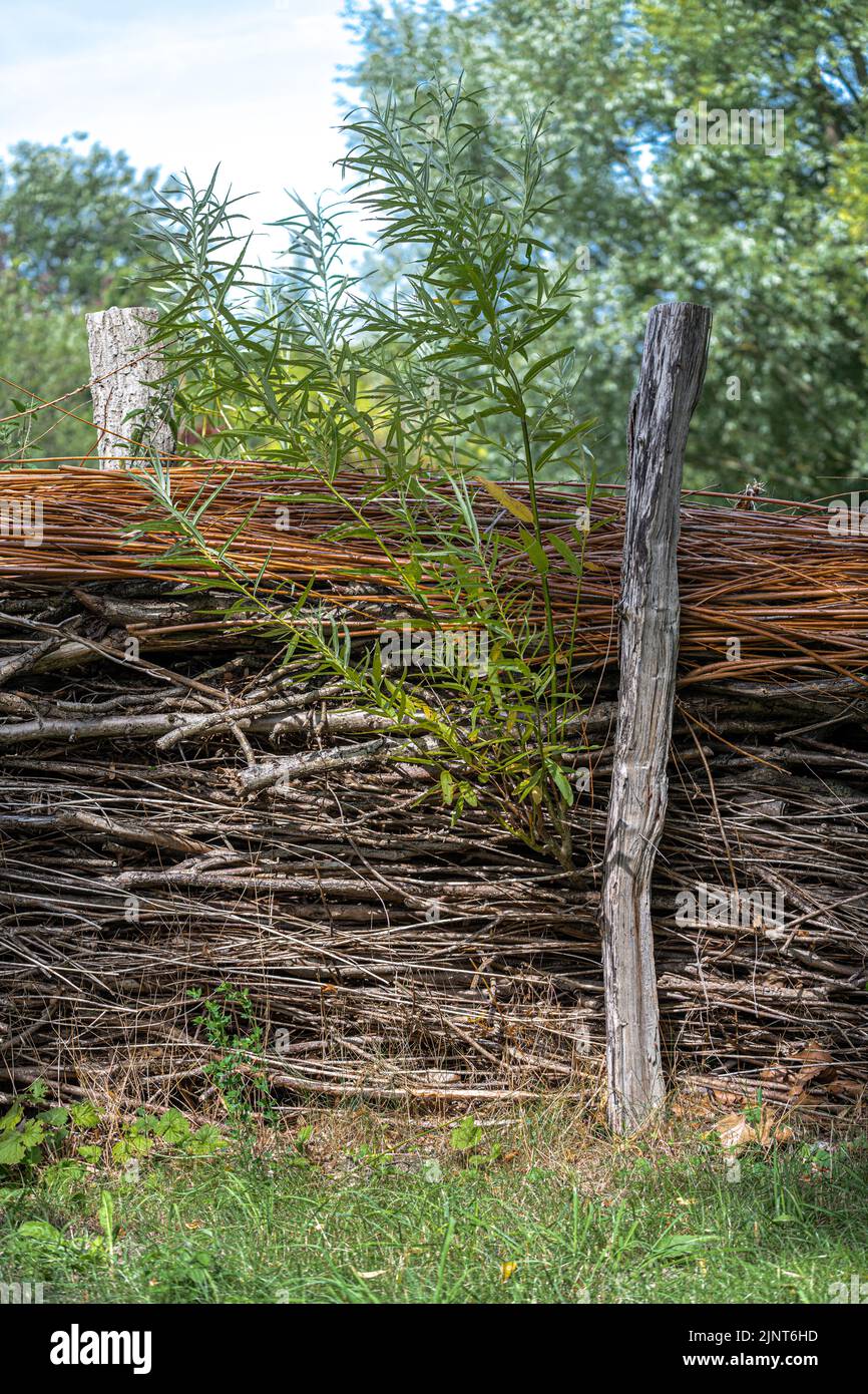 Costruzione di recinzione con rami Willow Foto Stock