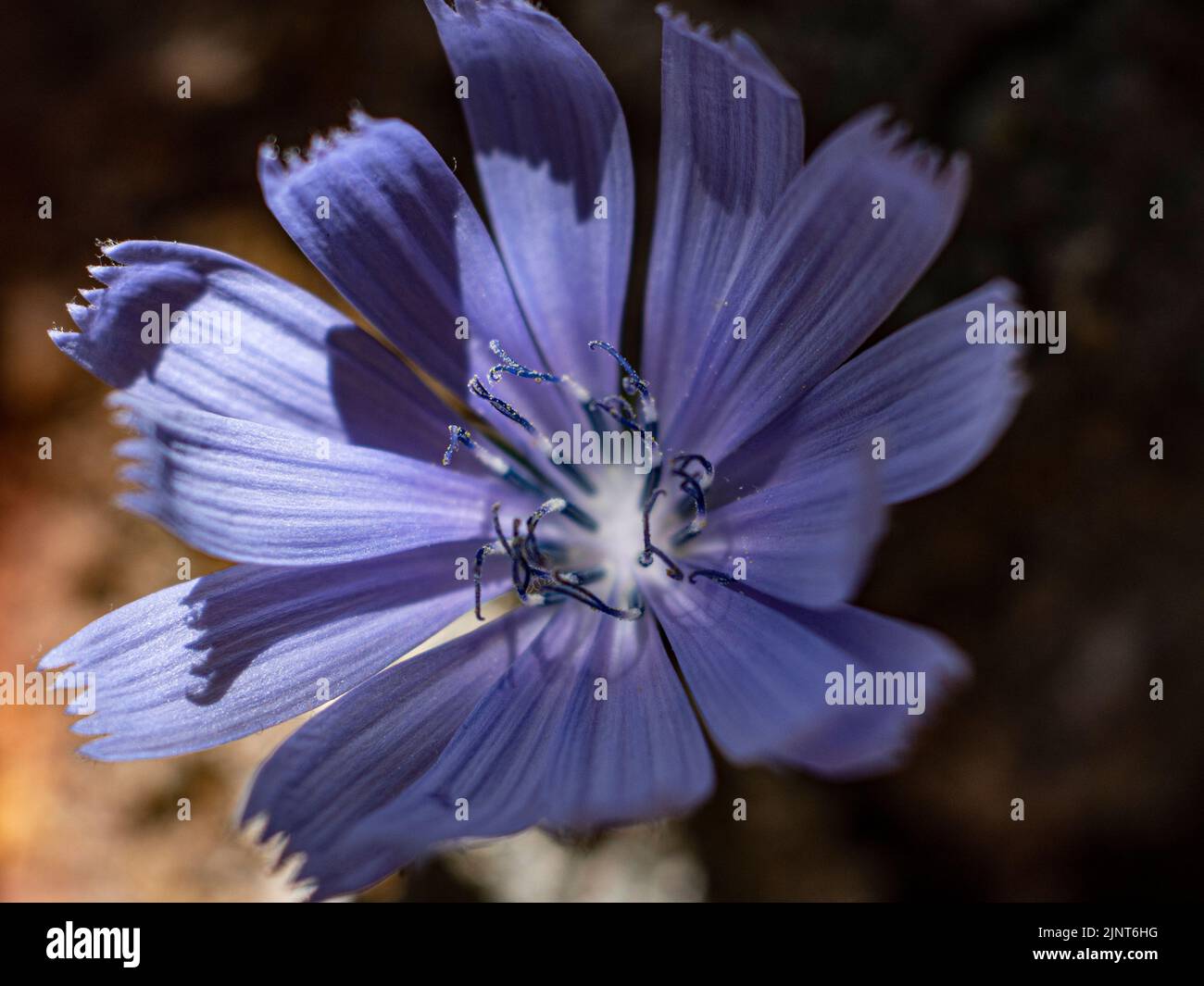 Cicoria comune di Cichorium intybus in una foresta in Europa. Concetto di salute Foto Stock