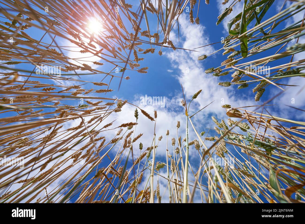 Germogli di grano su sfondo blu cielo, basso angolo di Vew Foto Stock