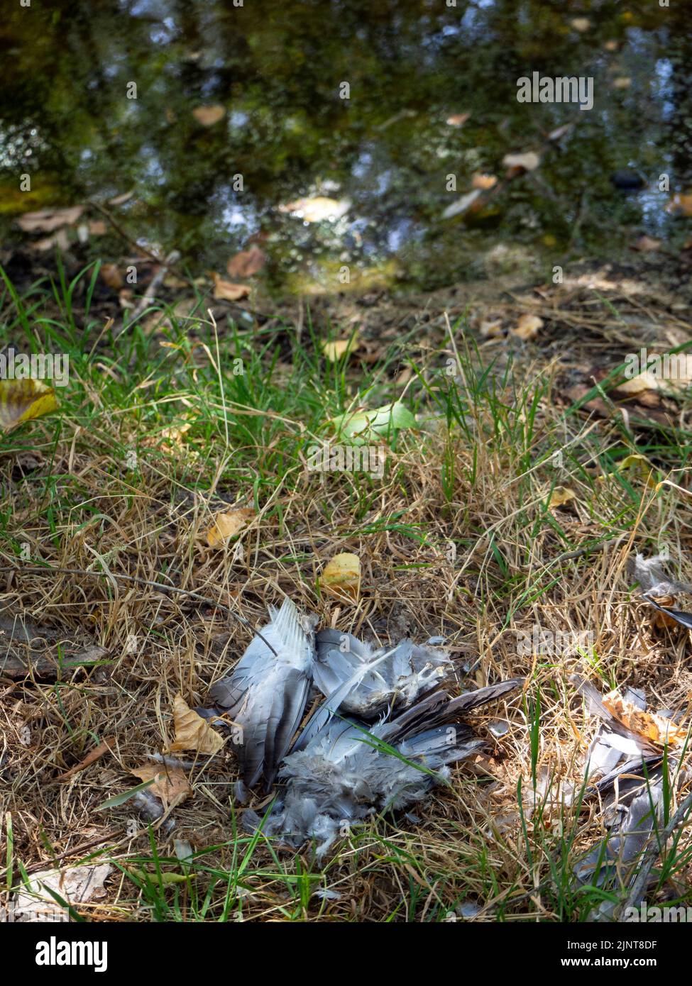 acqua stagnante con inquinamento e alghe in crescita. Problema dell'acqua e siccità Foto Stock