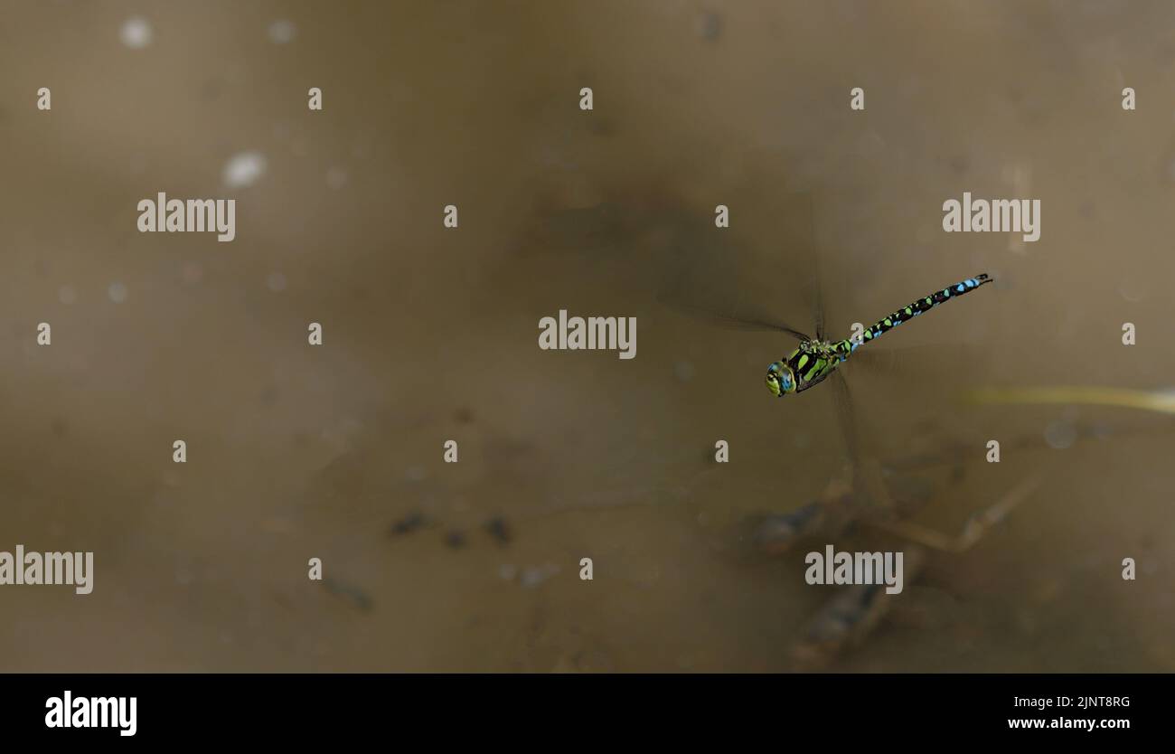 In prossimità di una libellula volanti Foto Stock