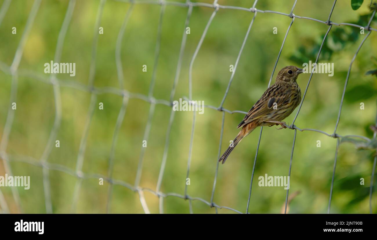 Primo piano di un uccello seduto su recinto Foto Stock