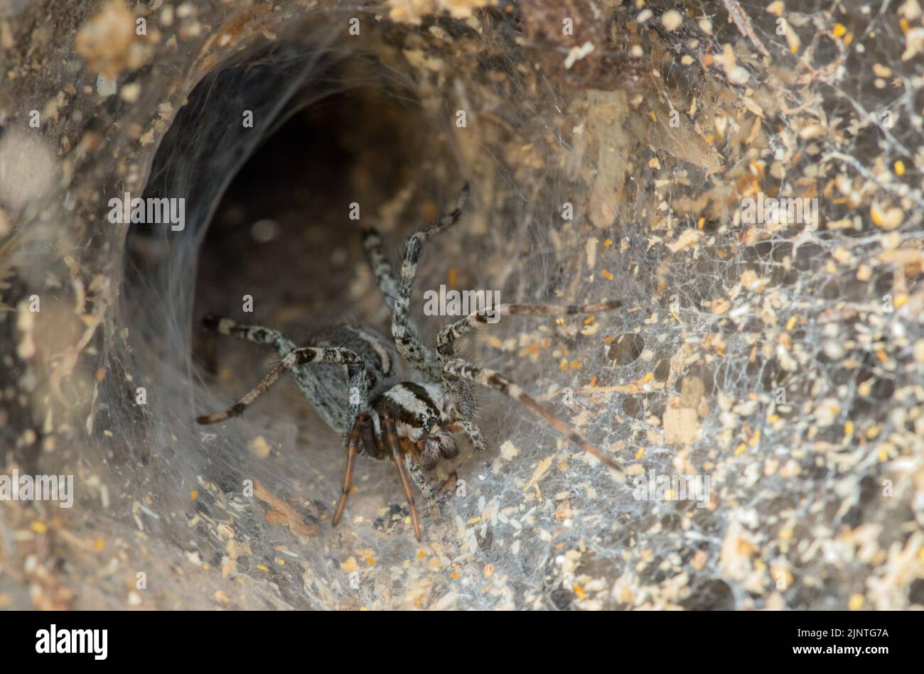 Agelenopsis spp Funnel Web Spider sul web Foto Stock