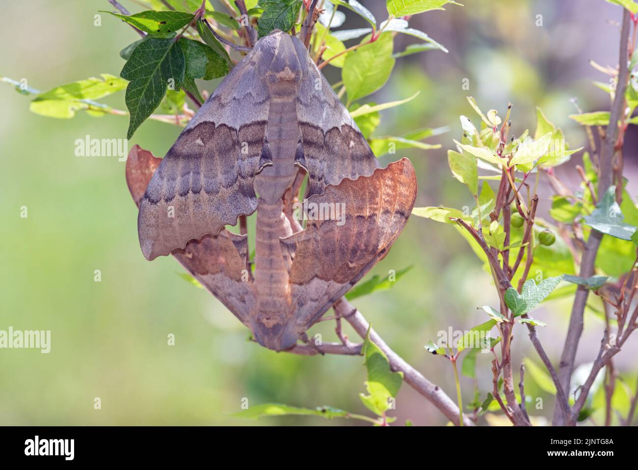 Grande Pioppo Sphinx Moth (Pachysphinx occidentalis) Foto Stock