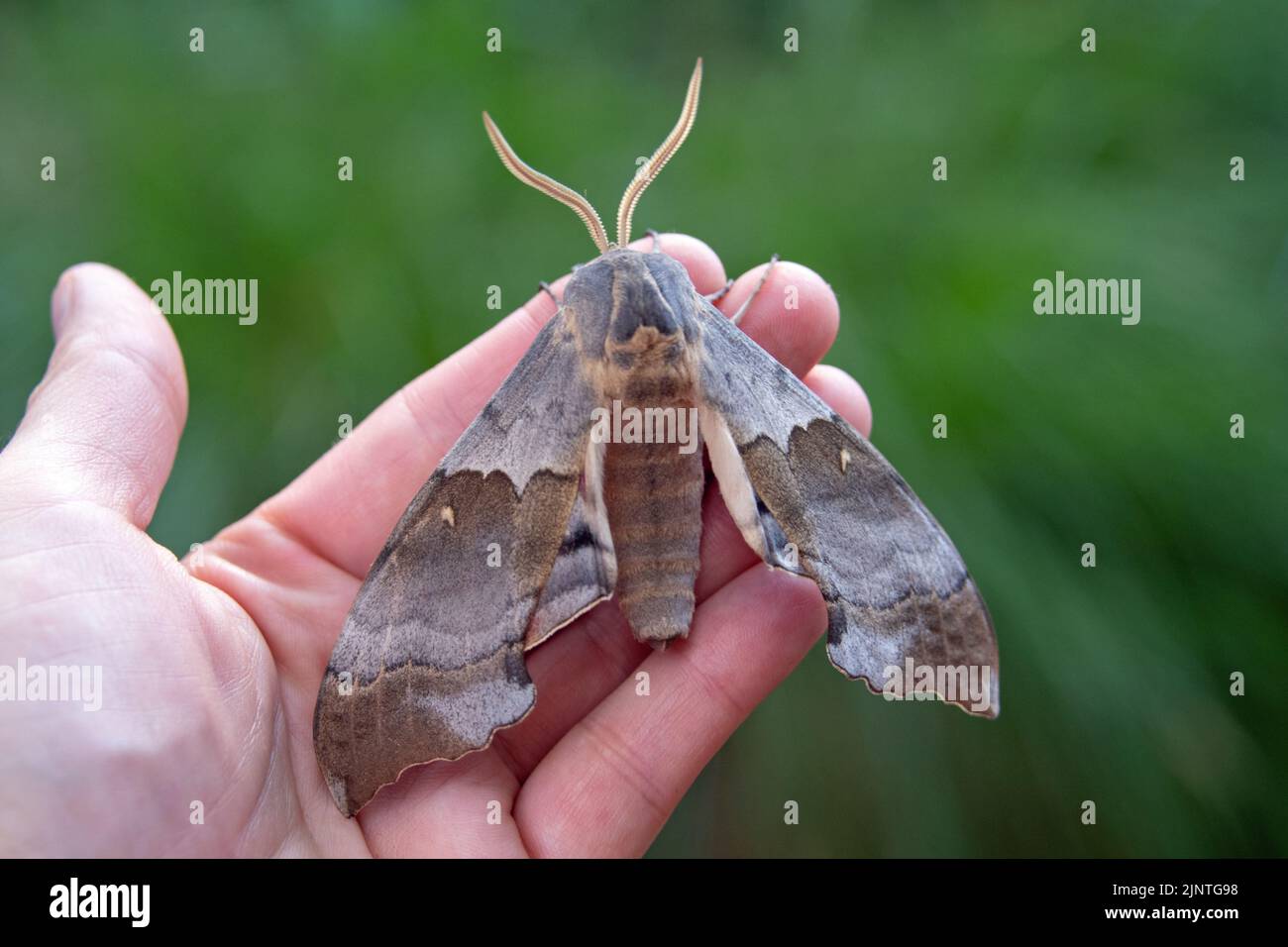 Grande Pioppo Sphinx Moth (Pachysphinx occidentalis) Foto Stock
