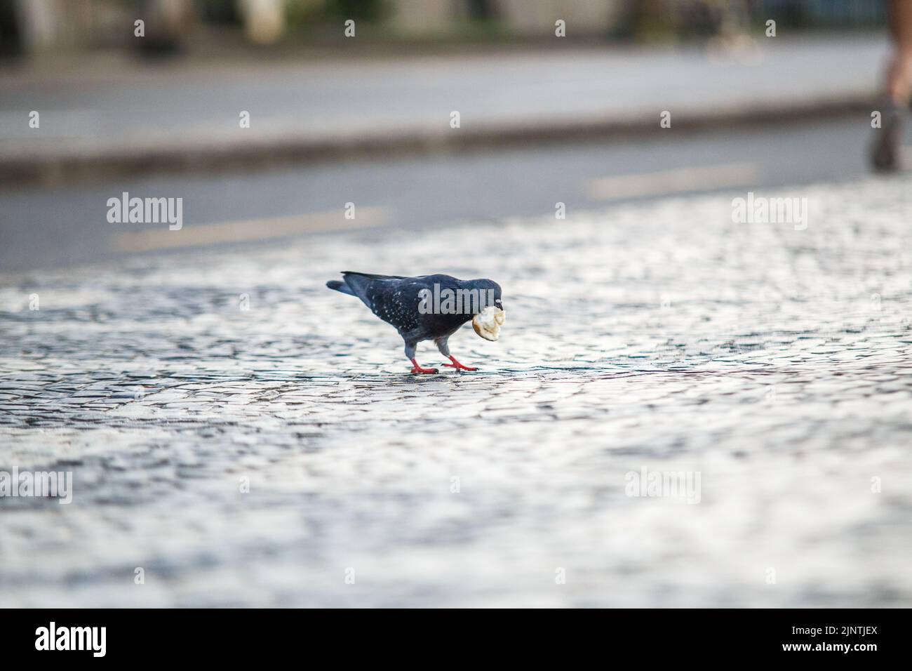 piccione con pezzetto di pane all'aperto a Rio de Janeiro. Foto Stock
