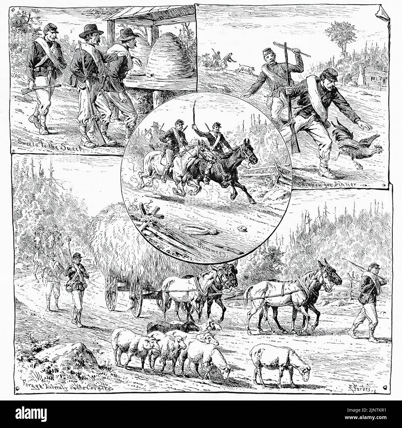 Scenes of the Bummers, Foragers in Sherman's Union Army - Sweets to the Sweet, Chicken for Dinner, Forage Liberally on the Country. Illustrazione della guerra civile americana del 19th secolo di Edwin Forbes Foto Stock