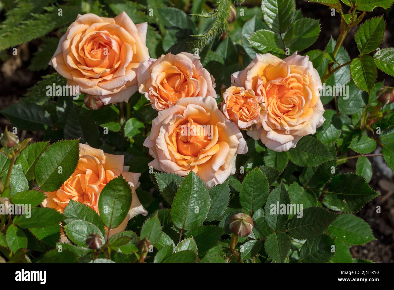 'Poulpal086, Ming' Floribunda Rose, Floribundaros (Rosa) Foto Stock