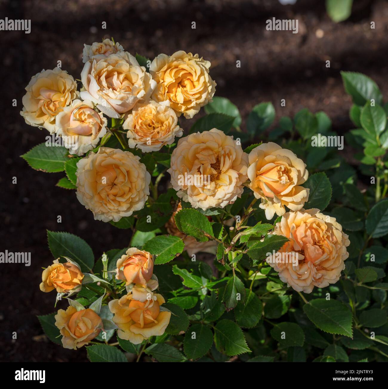 'Poulpal086, Ming' Floribunda Rose, Floribundaros (Rosa) Foto Stock
