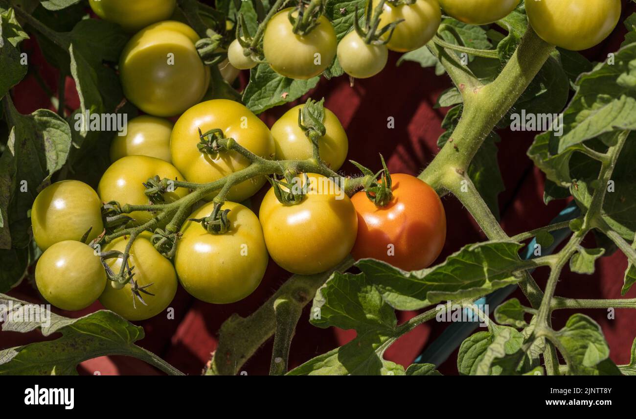 Tomato di Alicante, Tomato (Solanum lycopersicum) Foto Stock