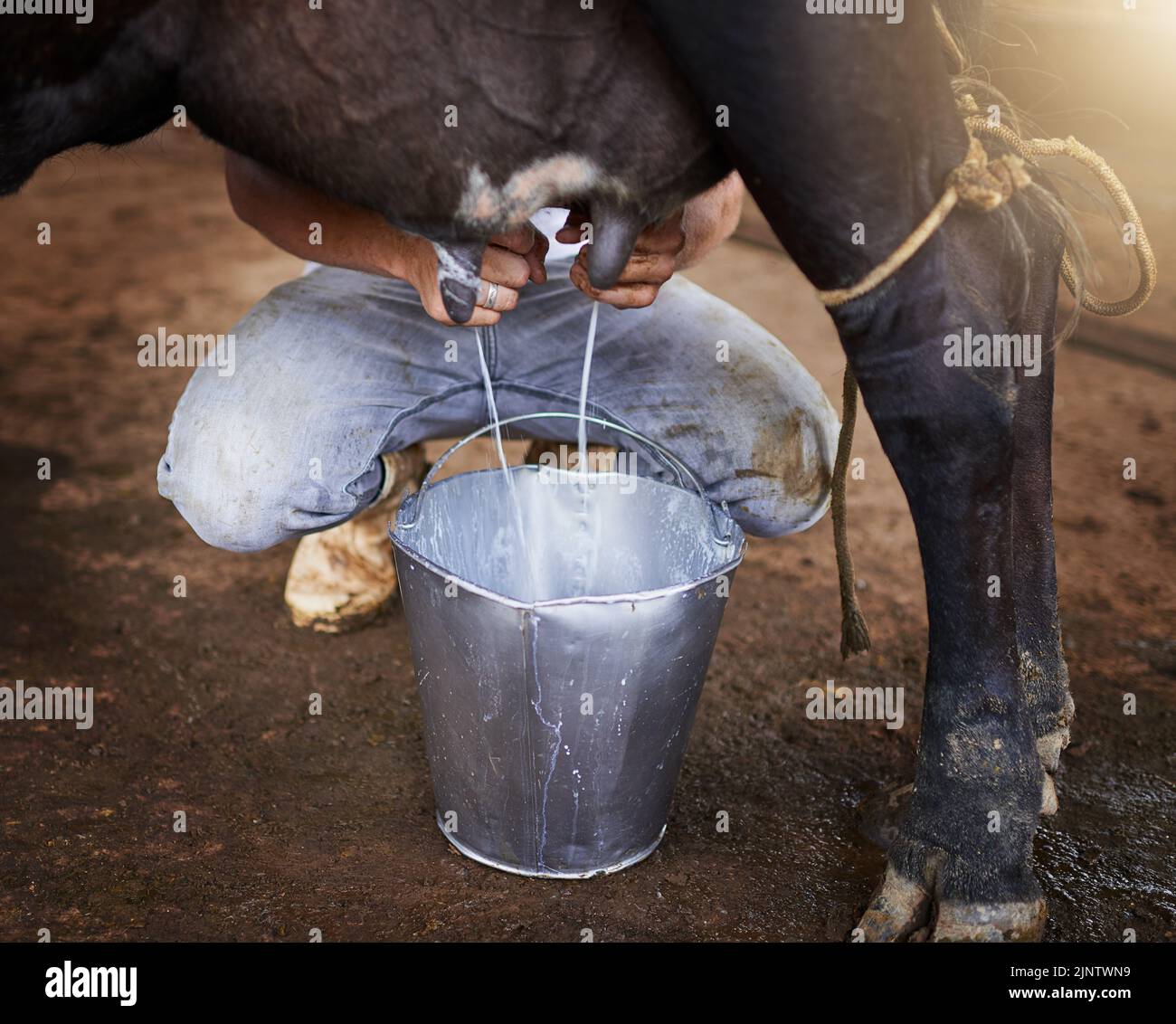 Solo il latte più fresco. Colpo ad angolo alto di un maschio mungere irriconoscibile mungendo una mucca nel fienile. Foto Stock