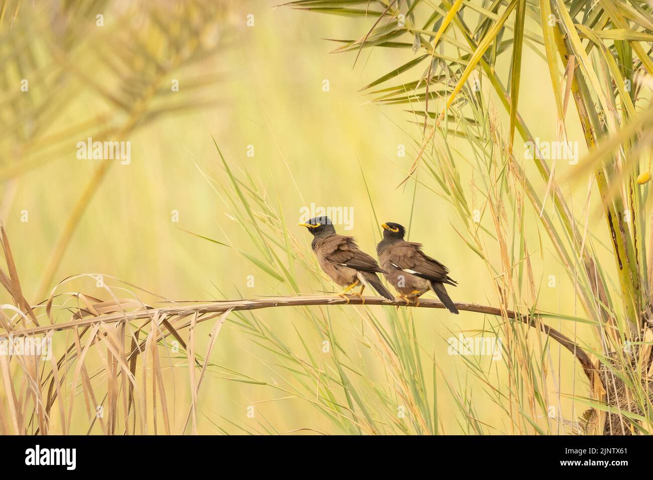 Coppia di miti comuni appollaiati sul ramo di palma, Bahrain Foto Stock