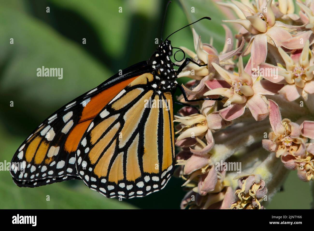 Questa farfalla monarca (Danaus plexippus) è stata avvistata a Eagle Idaho USA il 23 luglio 2022. Foto Stock