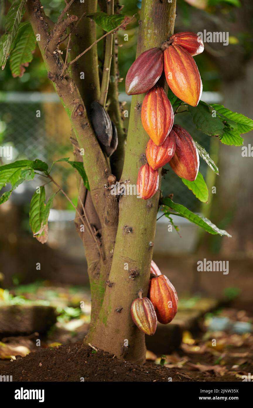 I baccelli di cioccolato sono appesi sull'albero nello sfondo sfocato della fattoria Foto Stock