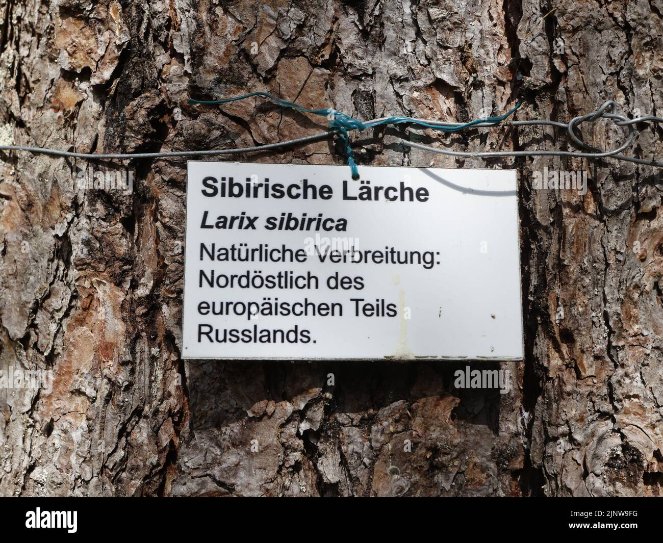 Hasselfelde, Germania. 04th ago, 2022. Gli esotici come un larice siberiano crescono nel Öko-Kamp di Hasselfelde. Il laboratorio all'aperto Öko-Kamp a Tännichen è una foresta sperimentale. Qui viene mostrato come si sviluppano diverse specie di alberi. (A dpa 'una foresta sperimentale mostra come il cambiamento climatico colpisce') Credit: Matthias Bein/dpa/Alamy Live News Foto Stock