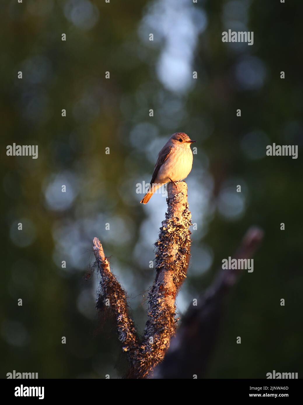 Catcher europeo macchiato (Muscicapa striate) in calda luce del sole della sera. Foto Stock
