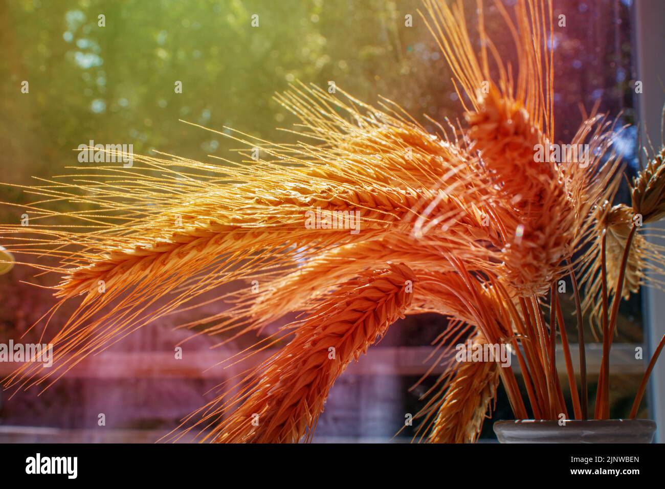 Bouquet di spighe di segale del nuovo raccolto ai raggi del sole. Foto Stock