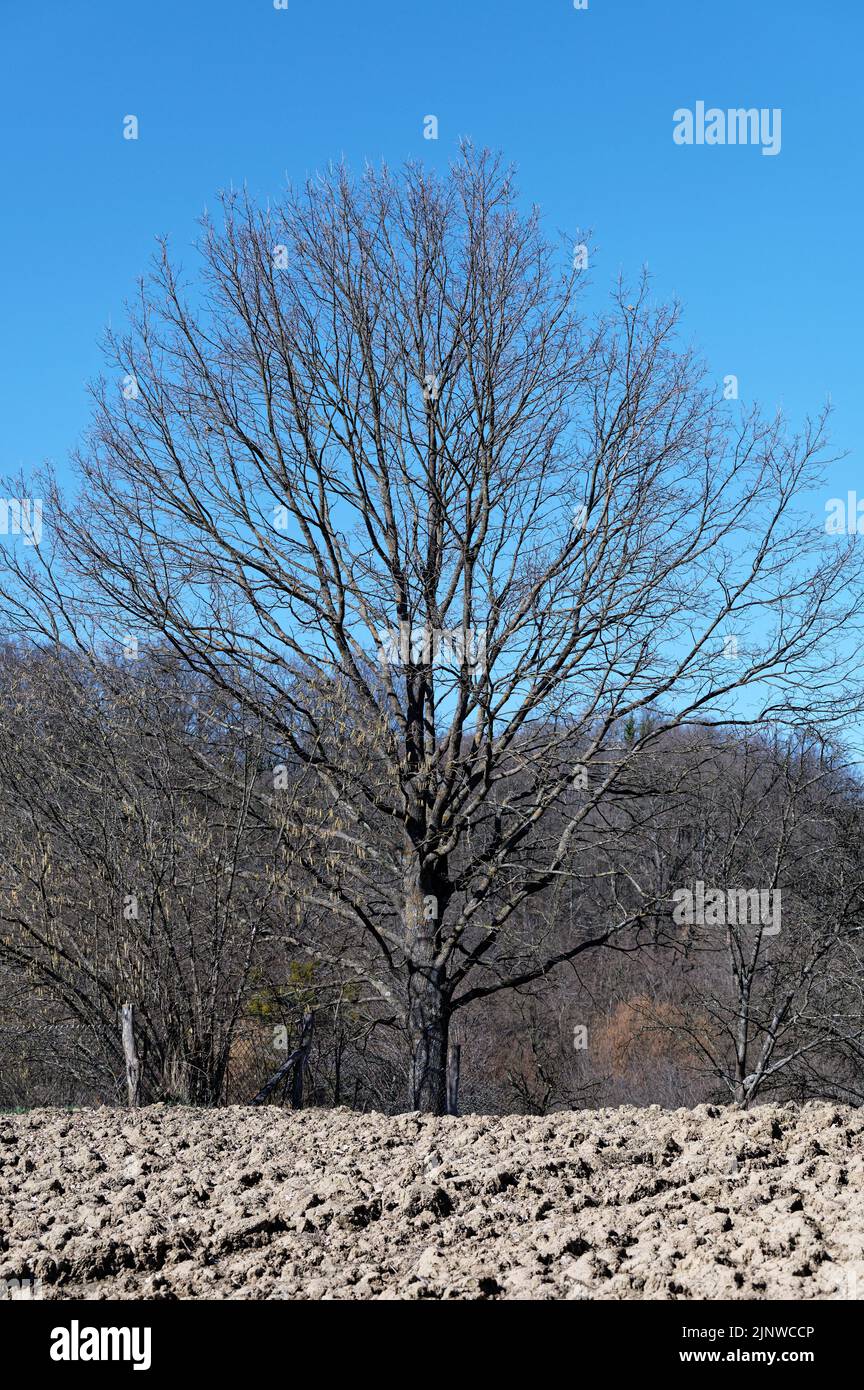 Un grande albero da frutto senza foglie si trova sul bordo di un piccolo campo in una giornata senza nuvole in attesa del risveglio primaverile. Foto Stock