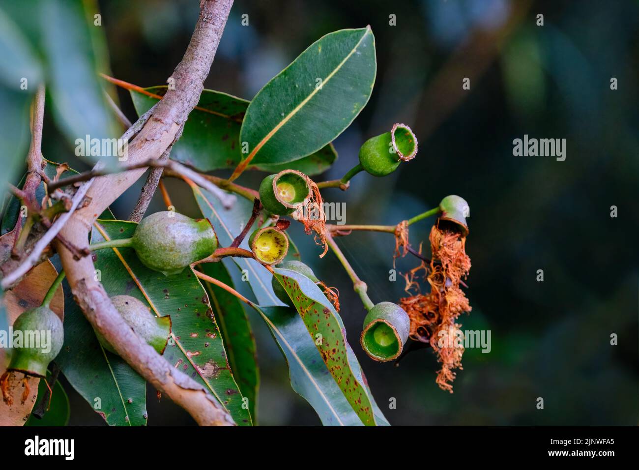 Gum Nuts in verde Foto Stock