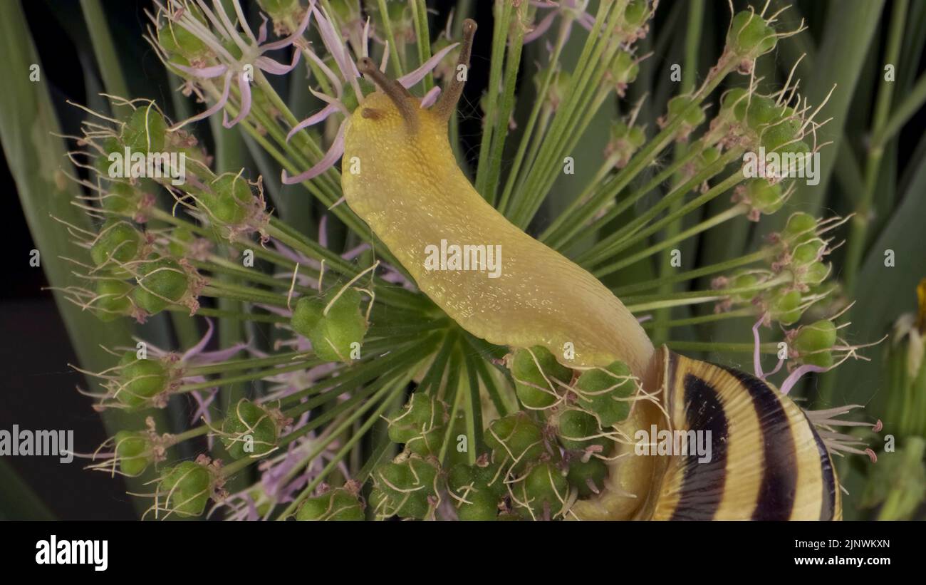 Primo piano di lumaca che striscia su una cipolla selvatica fiore allio e la mangia su sfondo di foglie verdi. Foto Stock