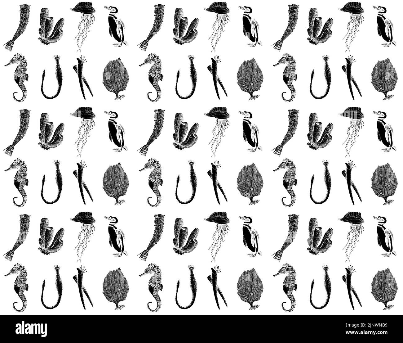 Set di simboli nautici, creature marine, meduse, cavallucci marini, coralli. Elementi per la ripetizione Foto Stock