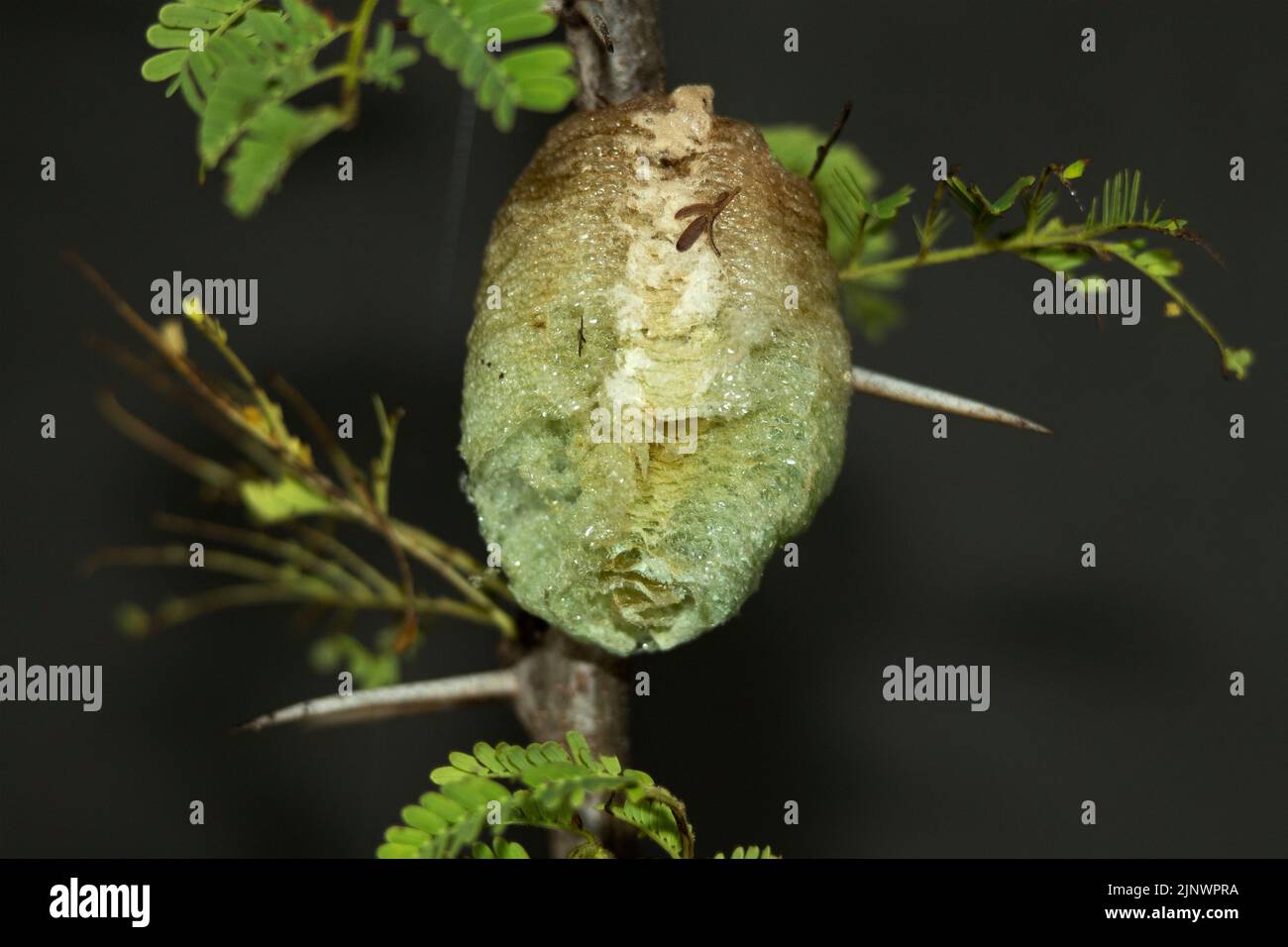 La cassa dell'uovo tipo schiuma della famiglia Mantid può contenere diverse dozzine di giovani in via di sviluppo Mantid. Quando si schiudono emergono come predatori minuti Foto Stock