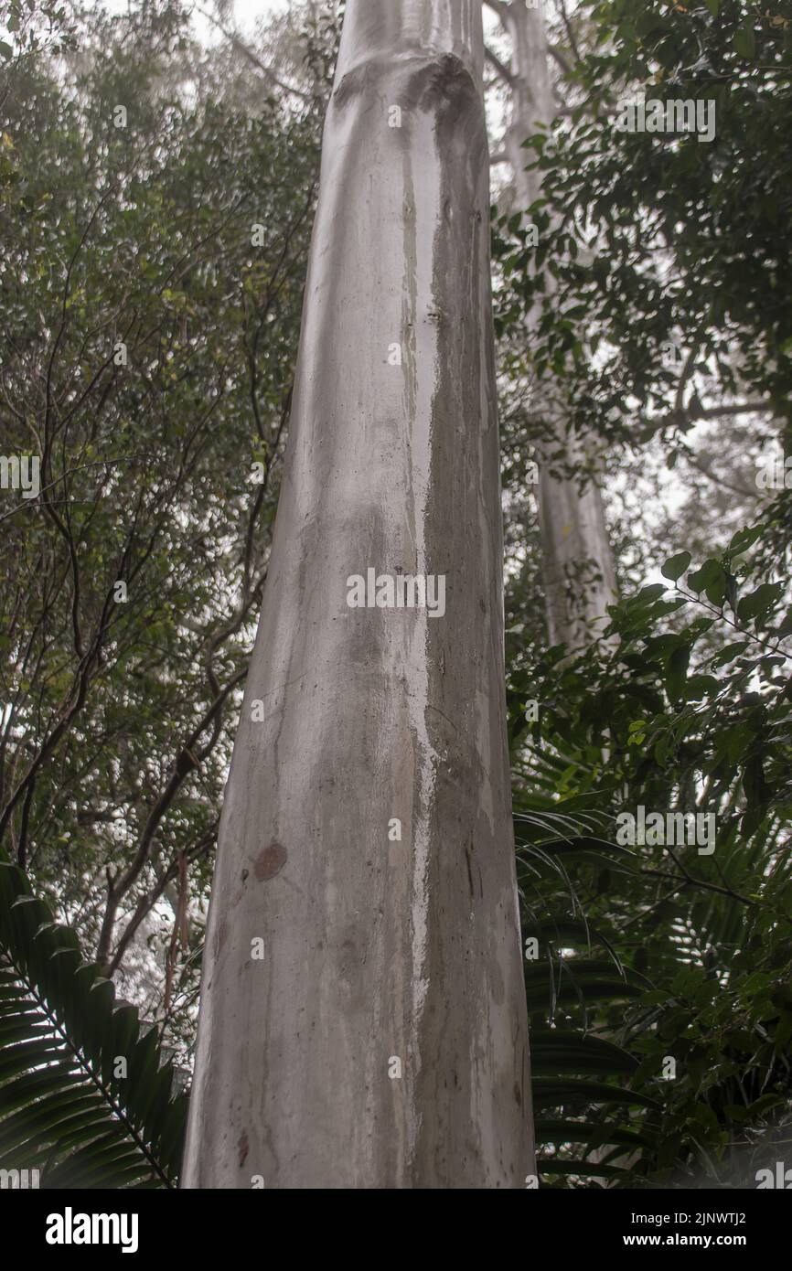 Verticale tronco umido e luminoso di albero di gomma allagato (gomma di ...