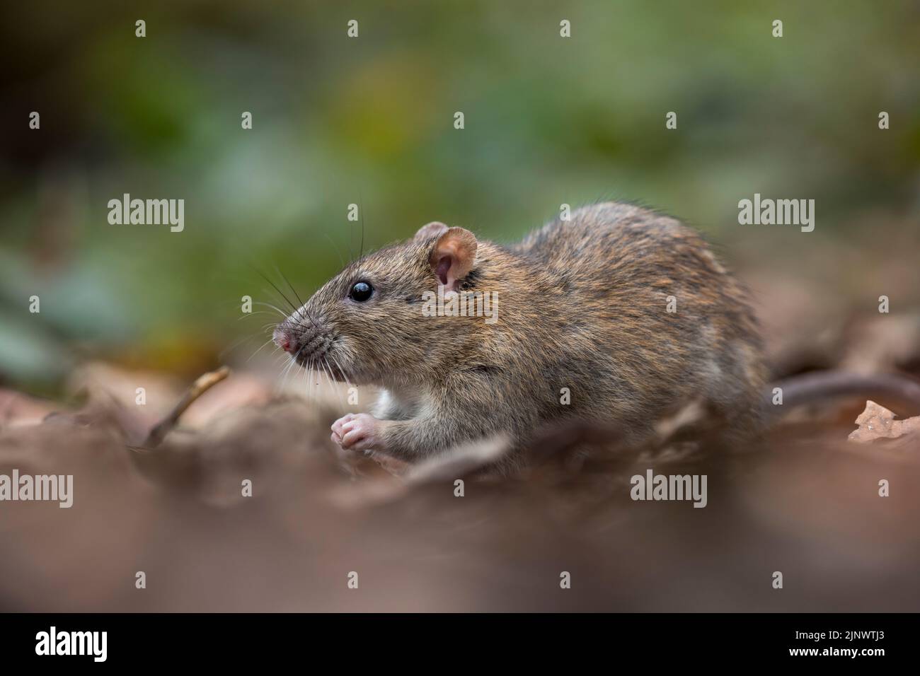 Marrone Rat; Rattus norvegicus; UK Foto Stock