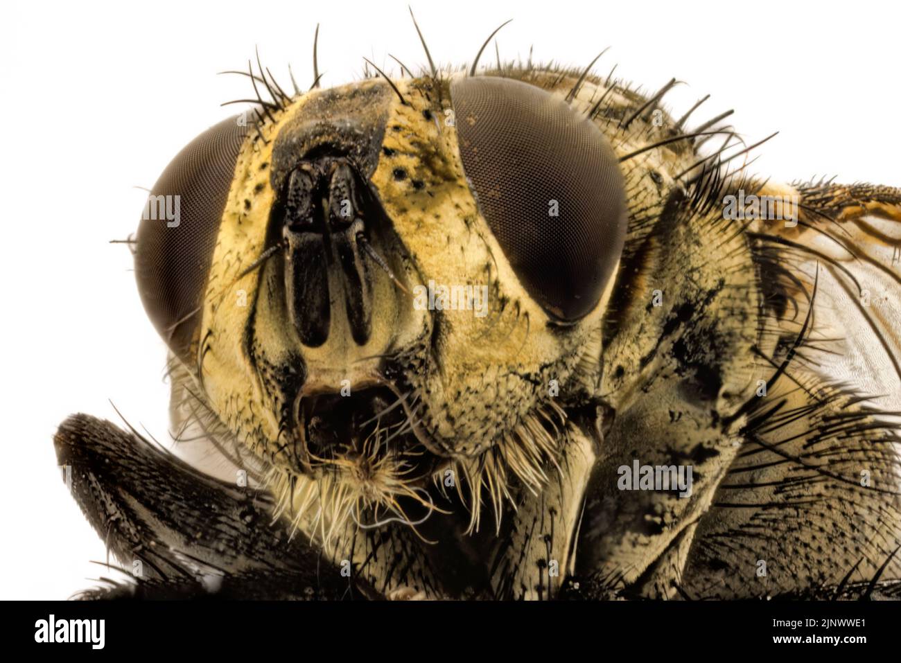 Macro vista anteriore della testa di una casalinga (Musca domestica) con un grande occhio composto e palpi, Surrey, UK Foto Stock