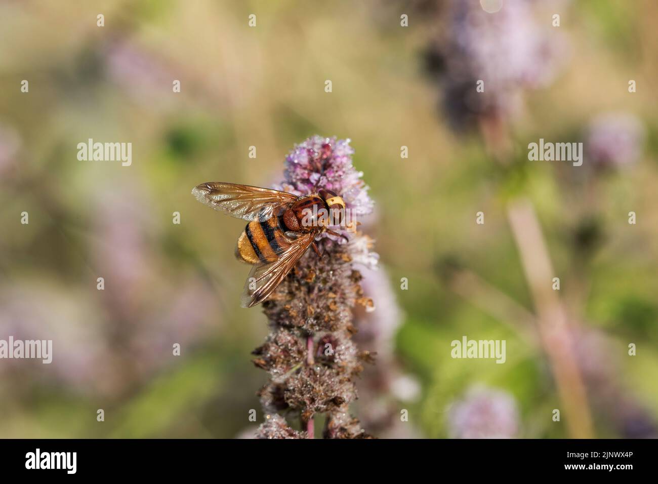 Hornet Hoverfly; Volucella zonaria; on Mint; UK Foto Stock