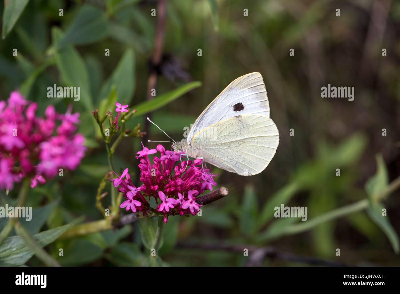 Farfalla bianca grande; Pieris brassicae; Estate; Regno Unito Foto Stock
