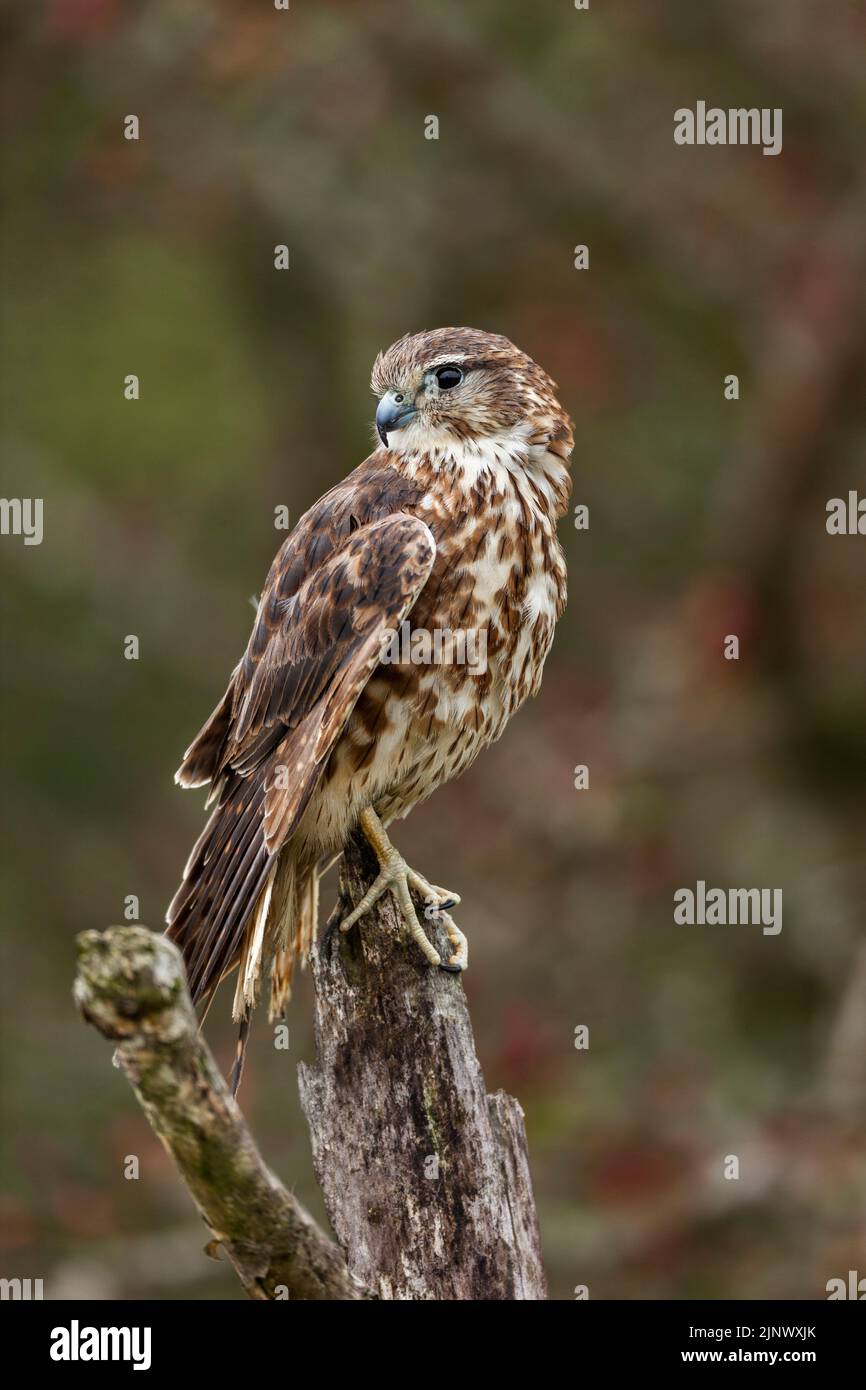 Merlin; Falco columbarius; Regno Unito Foto Stock
