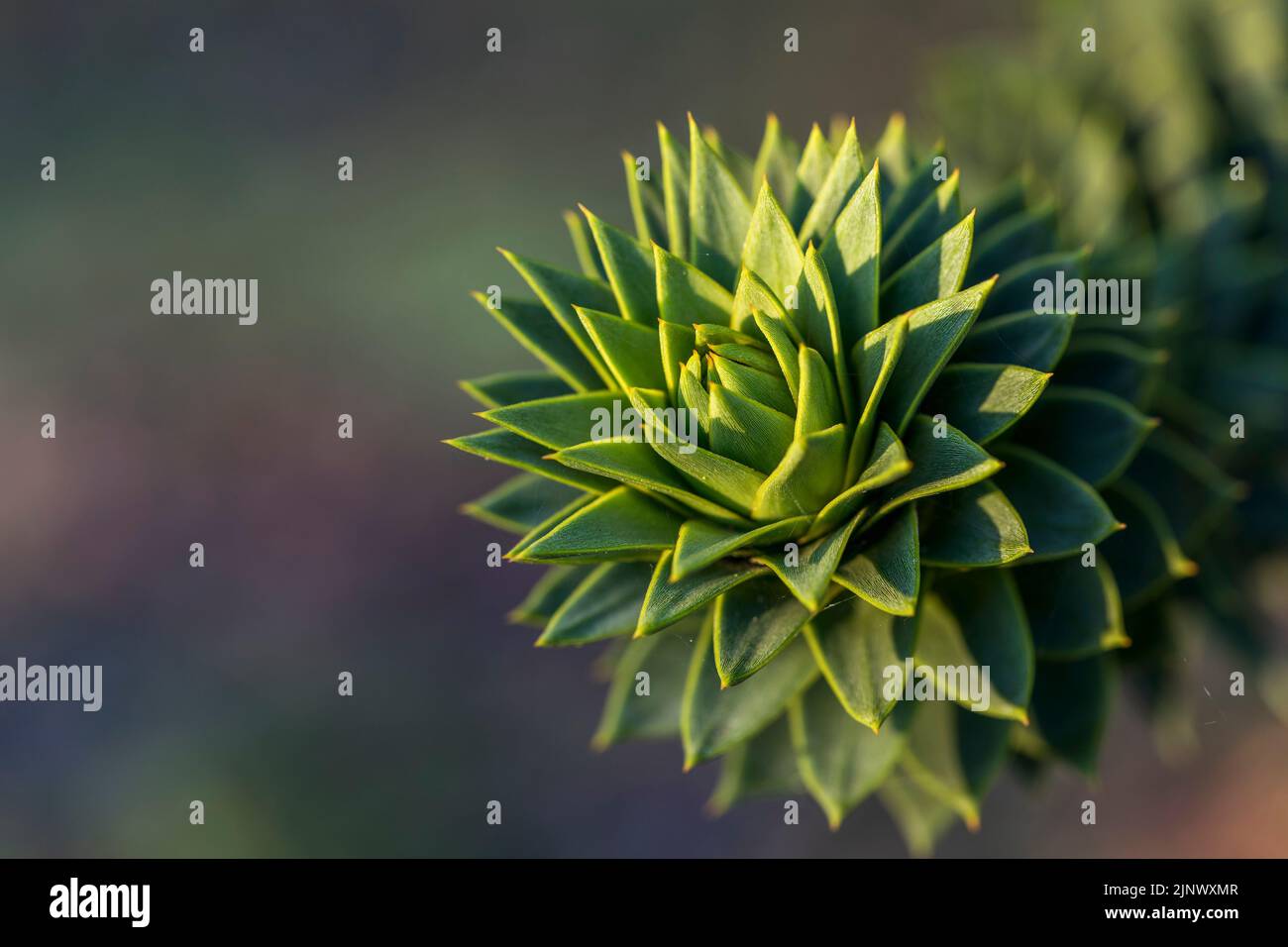 Monkey Puzzle Tree; Araucaria araucana; UK Foto Stock