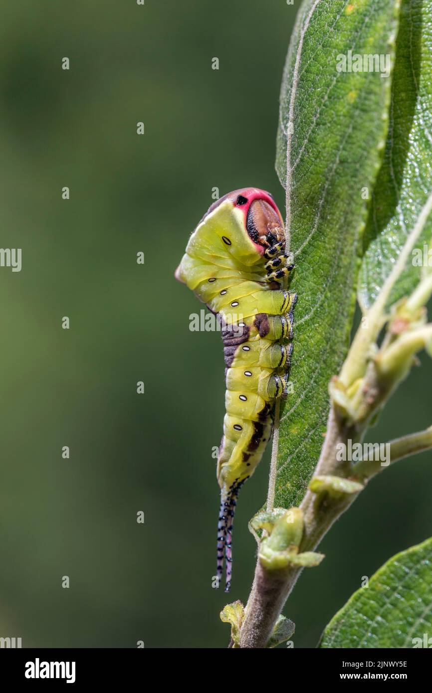 Puss Moth; Cerura vinula; Larva on Willow; UK Foto Stock