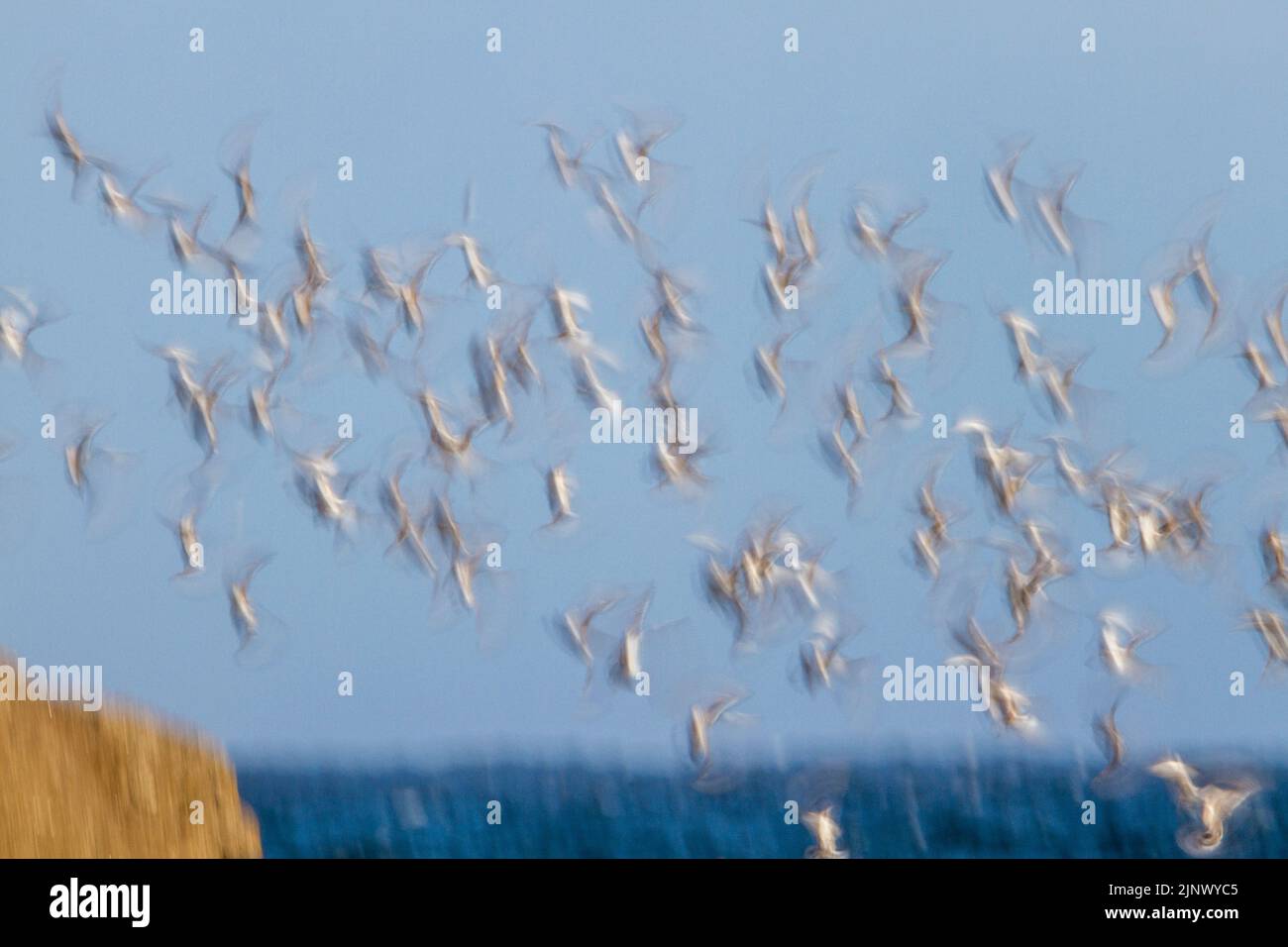 Sanderling; Calidris alba; volo; Regno Unito Foto Stock