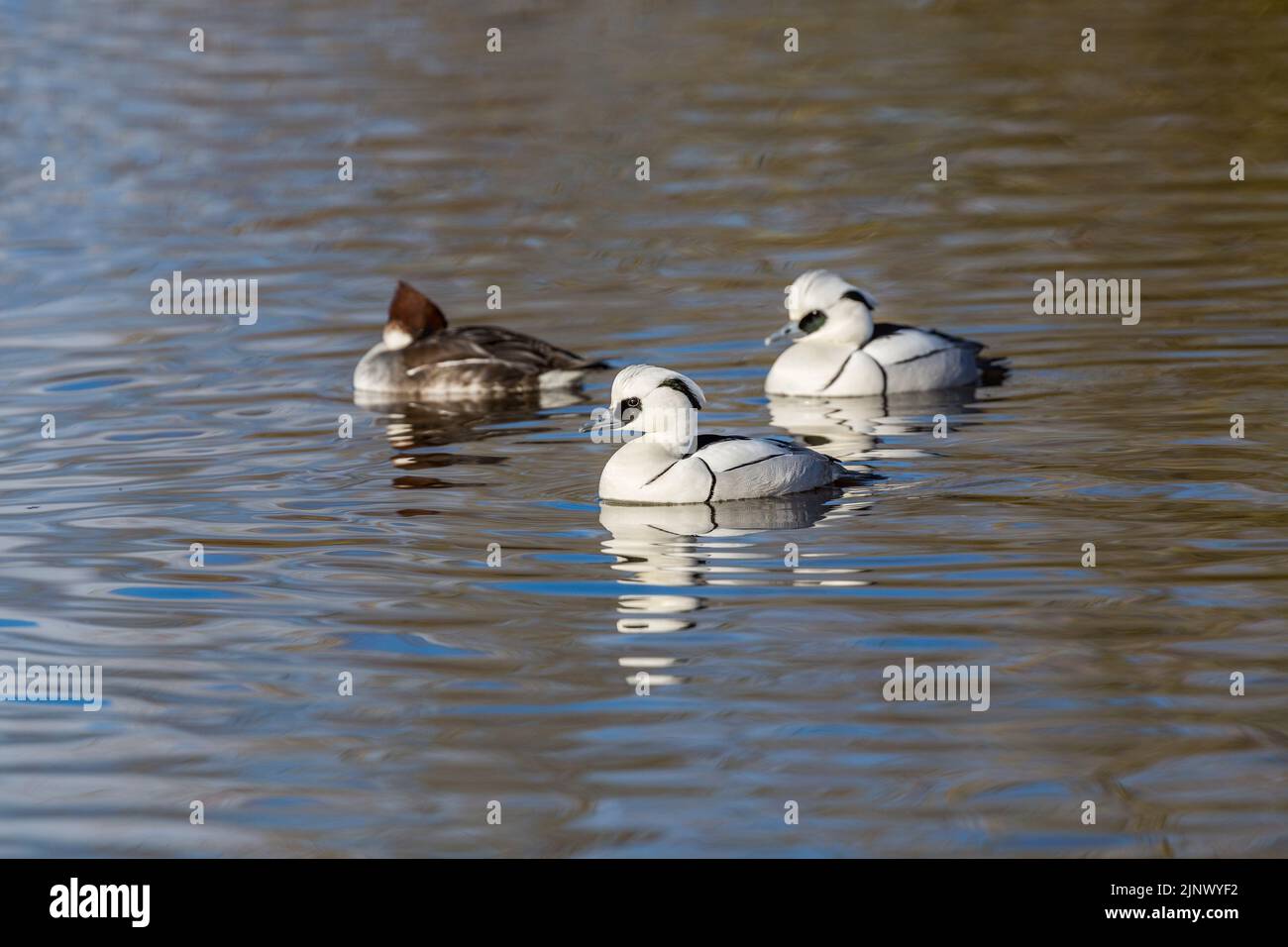 Smew; Mergus albellus; due maschi con femmina; UK Foto Stock